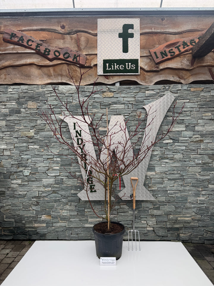 Amelanchier Lamarckii C70 Multistem 200/250 - Trees - Windyridge Garden Centre