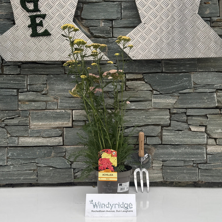 Achillea In Varieties - Herbaceous - Windyridge Garden Centre