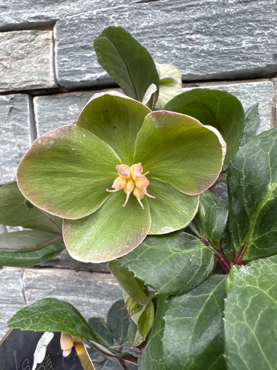 Helleborus Snow Dance