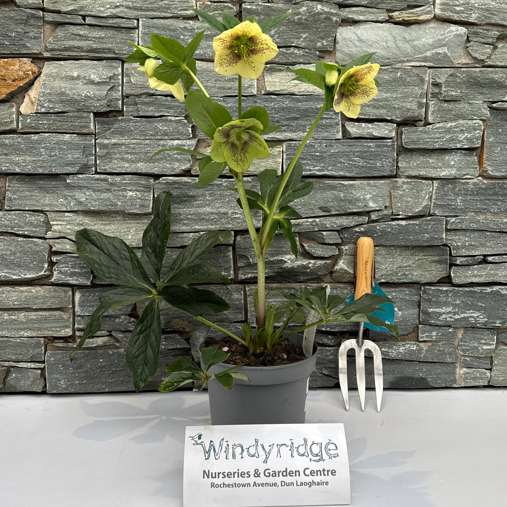 Helleborus H. Viv Maeva - Herbaceous - Windyridge Garden Centre