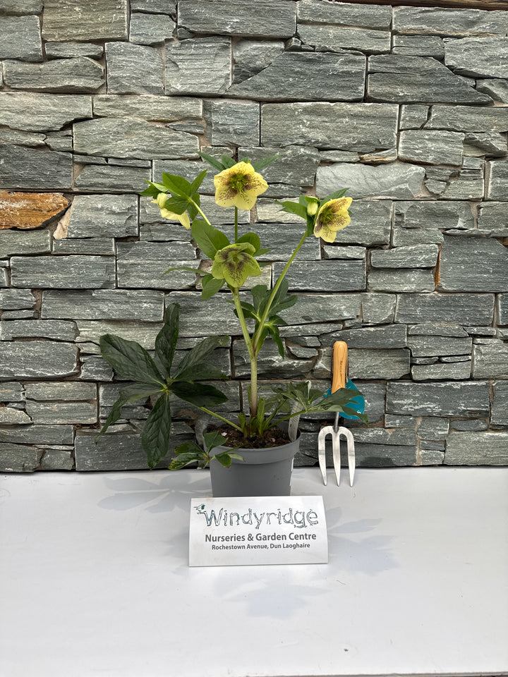 Helleborus h. Viv Maeva