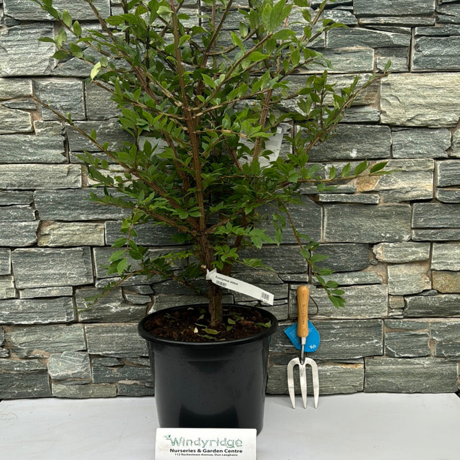 Euonymus Alatus - Shrubs - Windyridge Garden Centre