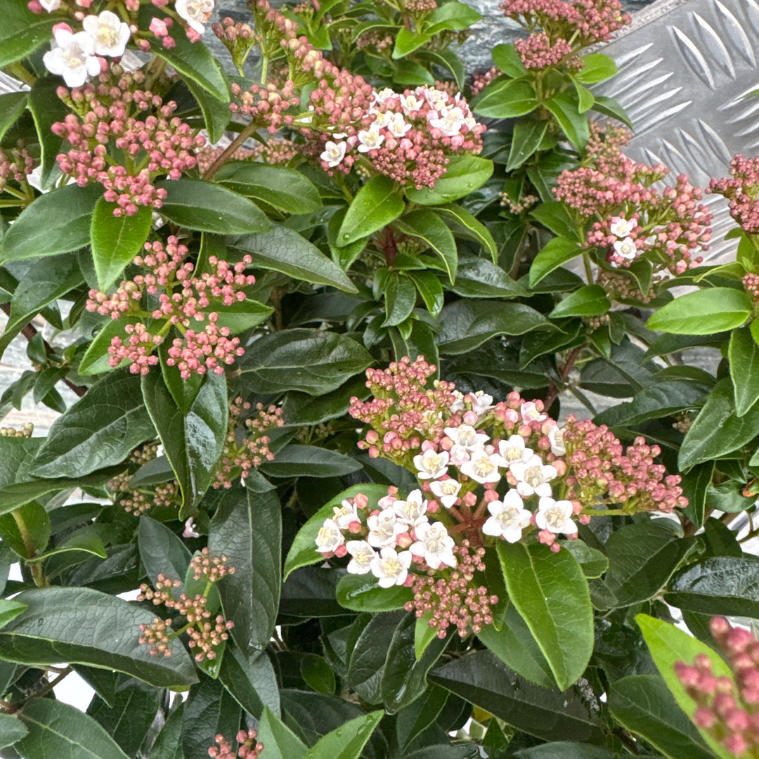 Viburnum tinus  P21, on a stem