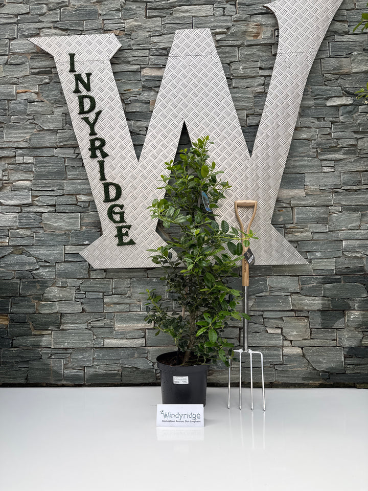 Ilex aquif. J.C. van Tol 80-100 CM