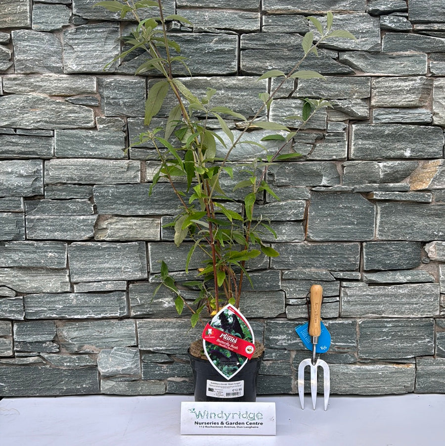 Buddleia Black Knight - Shrubs - Windyridge Garden Centre