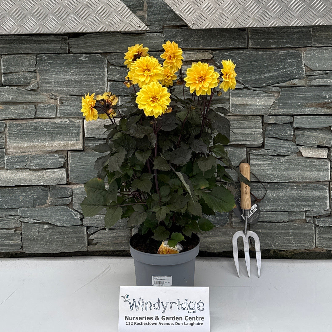 Dahlia Gardenetta Golden Yellow