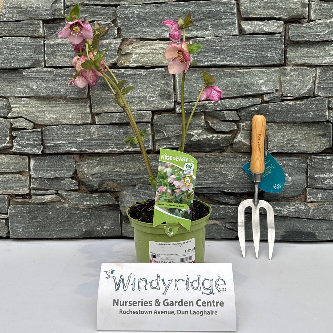 Helleborus Or. Beaming Blush - Herbaceous - Windyridge Garden Centre