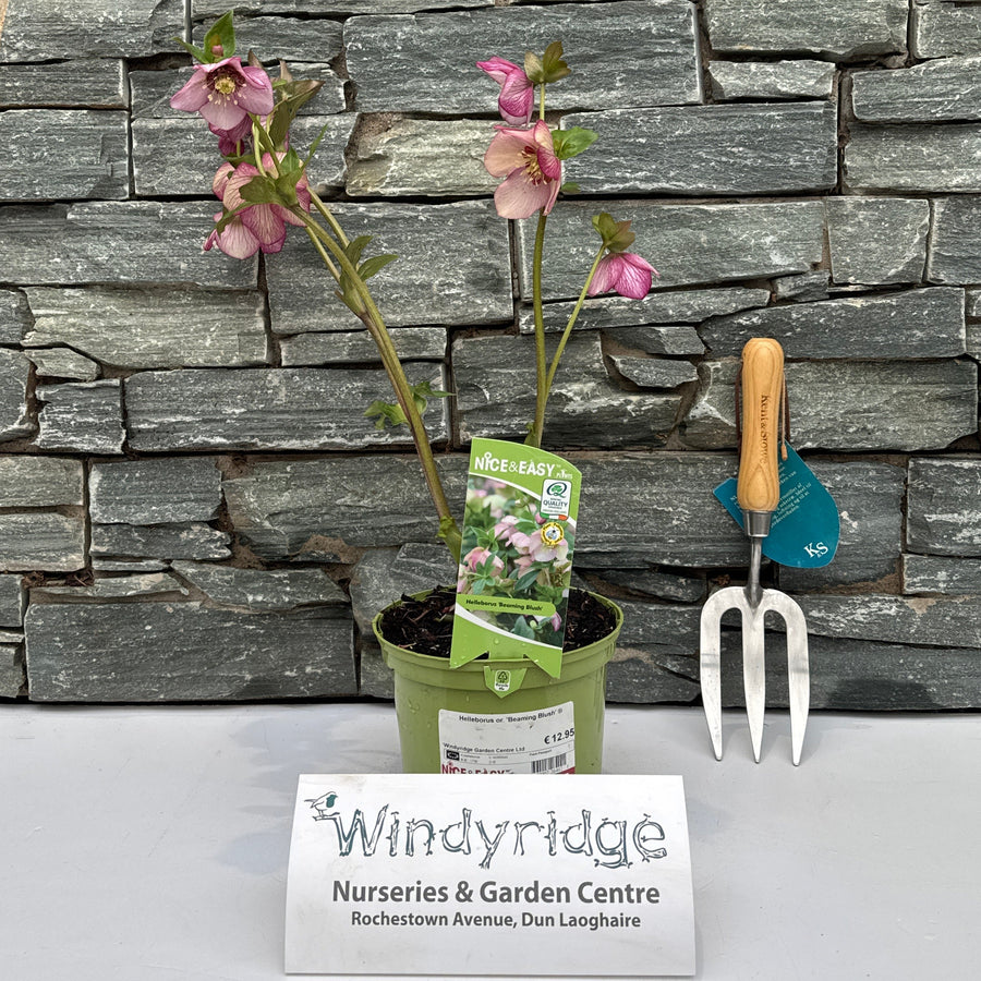 Helleborus Or. Beaming Blush - Herbaceous - Windyridge Garden Centre