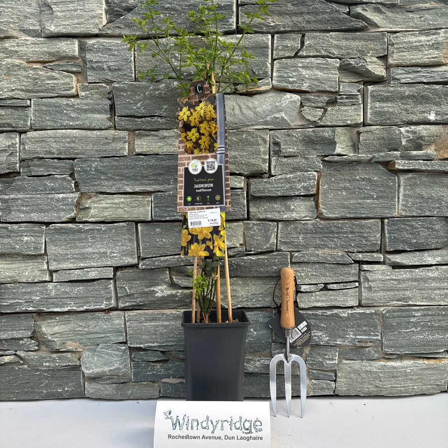 Jasminum Nudiflorum  S-Pot(2,25 L) - Climbers - Windyridge Garden Centre