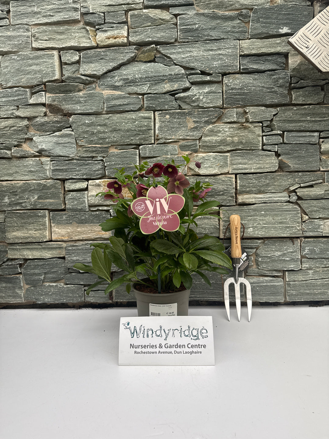 Helleborus orient. ViV Victoria  2 Ltr pot