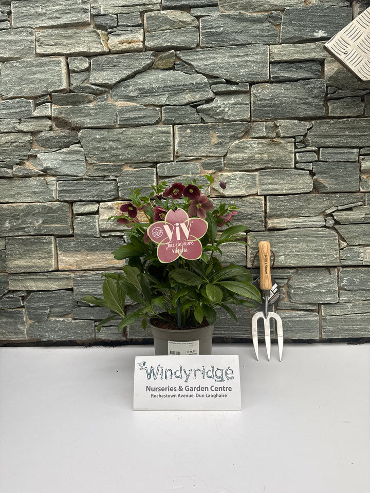 Helleborus orient. ViV Victoria  2 Ltr pot