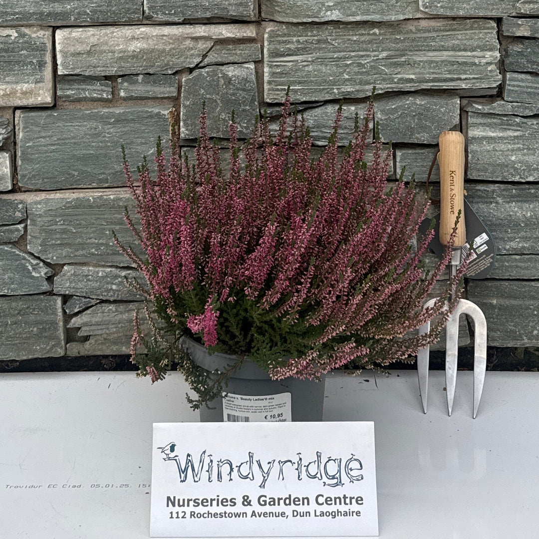 Calluna v. 'Beauty Ladies'® mix