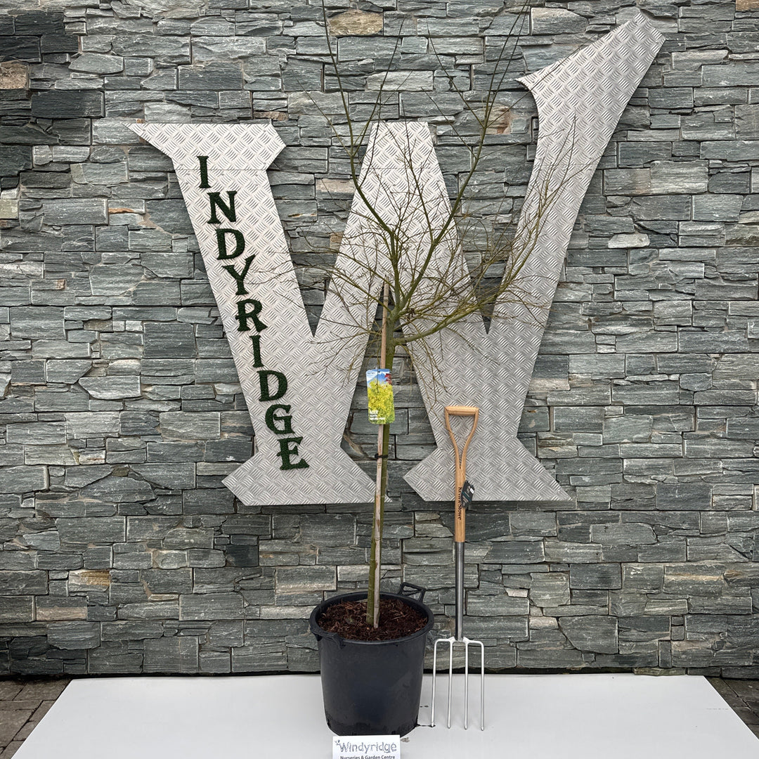 Acer Pal. Omura-Yama 90 Cm St. C 35L - Trees - Windyridge Garden Centre