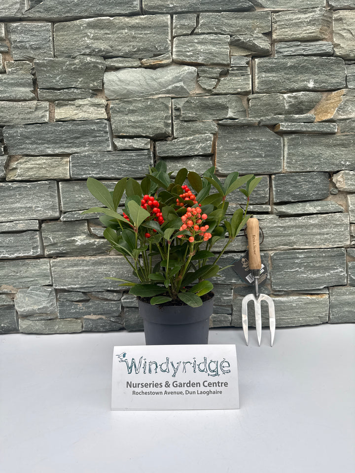 Skimmia jap. Temptation