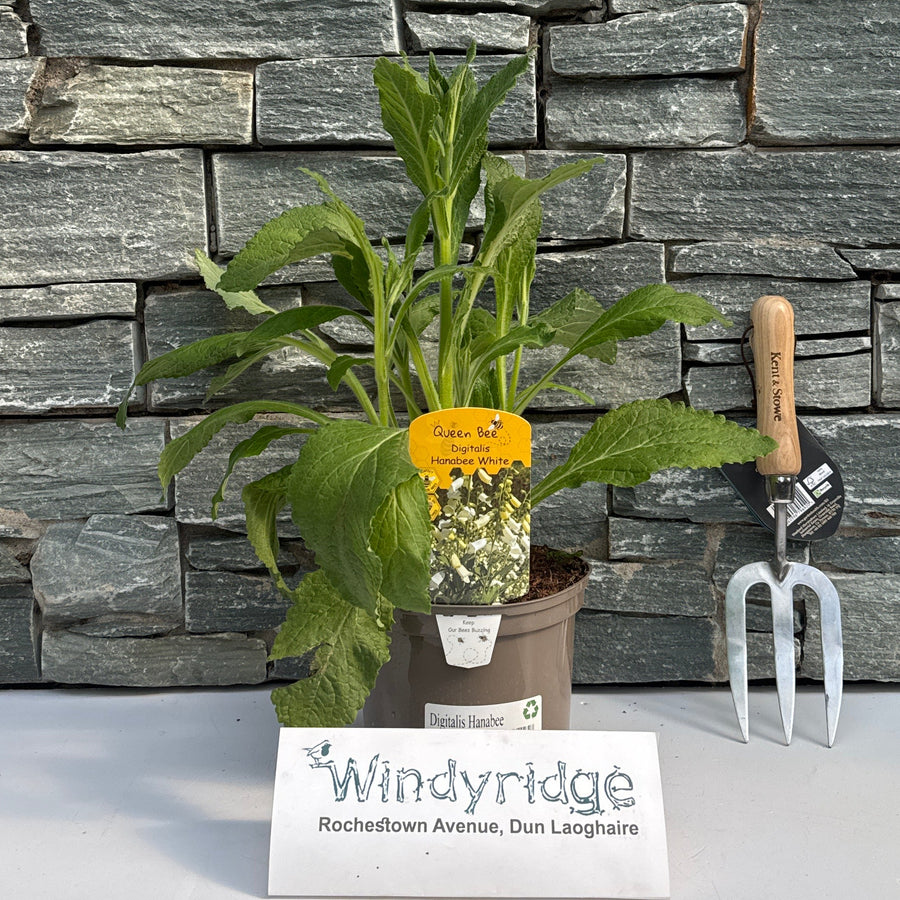 Digitalis Hanabee -  - Windyridge Garden Centre