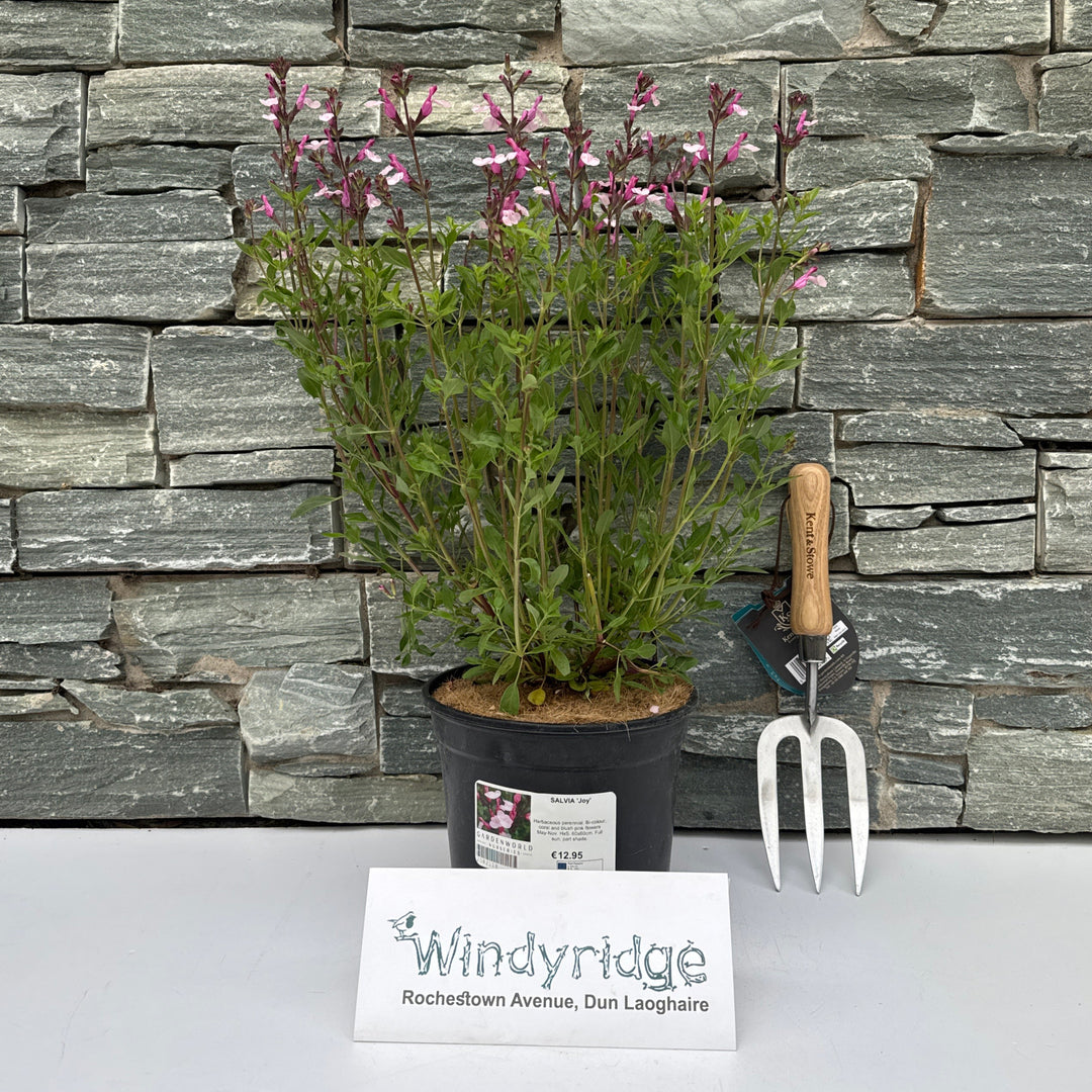 SALVIA Joy 3Ltr Pot
