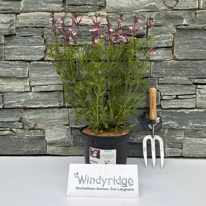 SALVIA Joy 3Ltr Pot