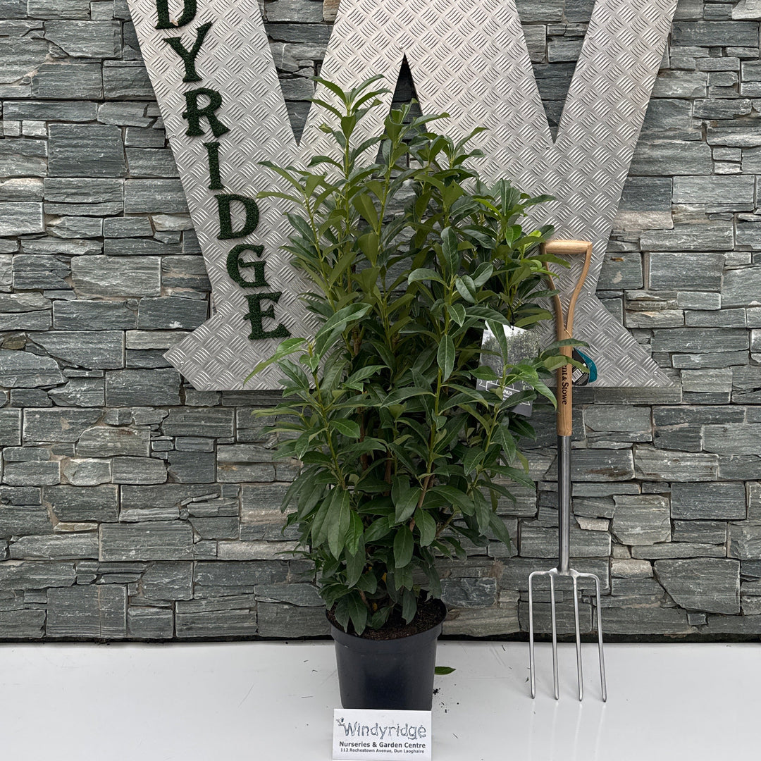Prunus laur. 'Genolia'®