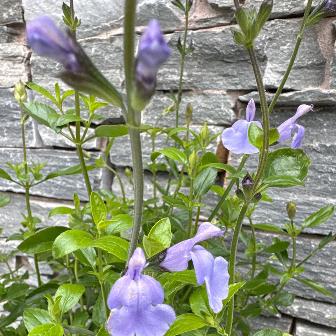 SALVIA m. Delice Aquamarine