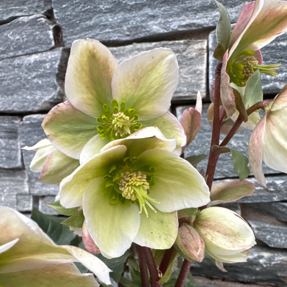 Helleborus Ivory Prince - Herbaceous - Windyridge Garden Centre