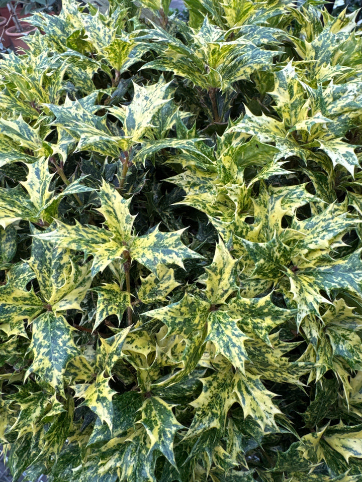 Osmanthus Goshiki P32 Ball 40/45cm