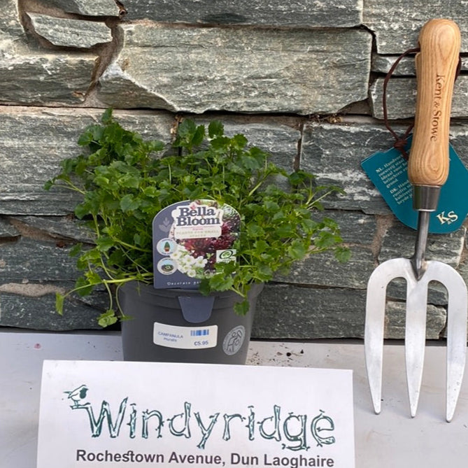 Campanula Muralis - Bedding - Windyridge Garden Centre