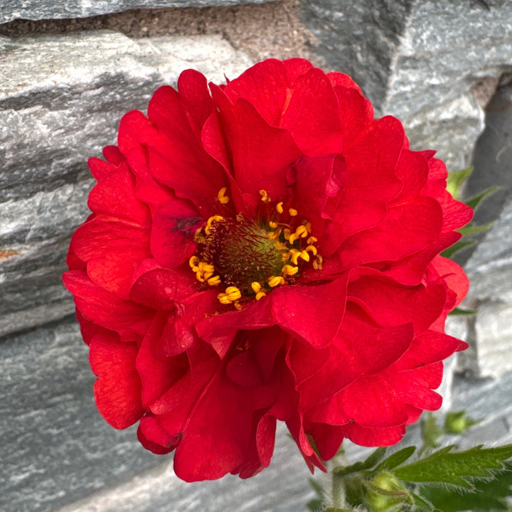 Geum Firestarter