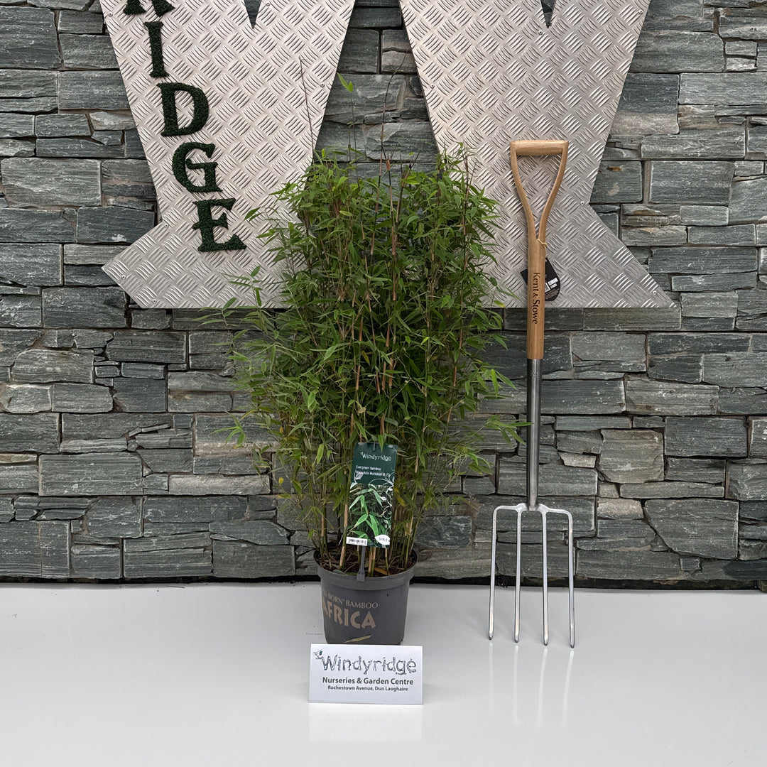 Fargesia Malachite Monkeys  (S)