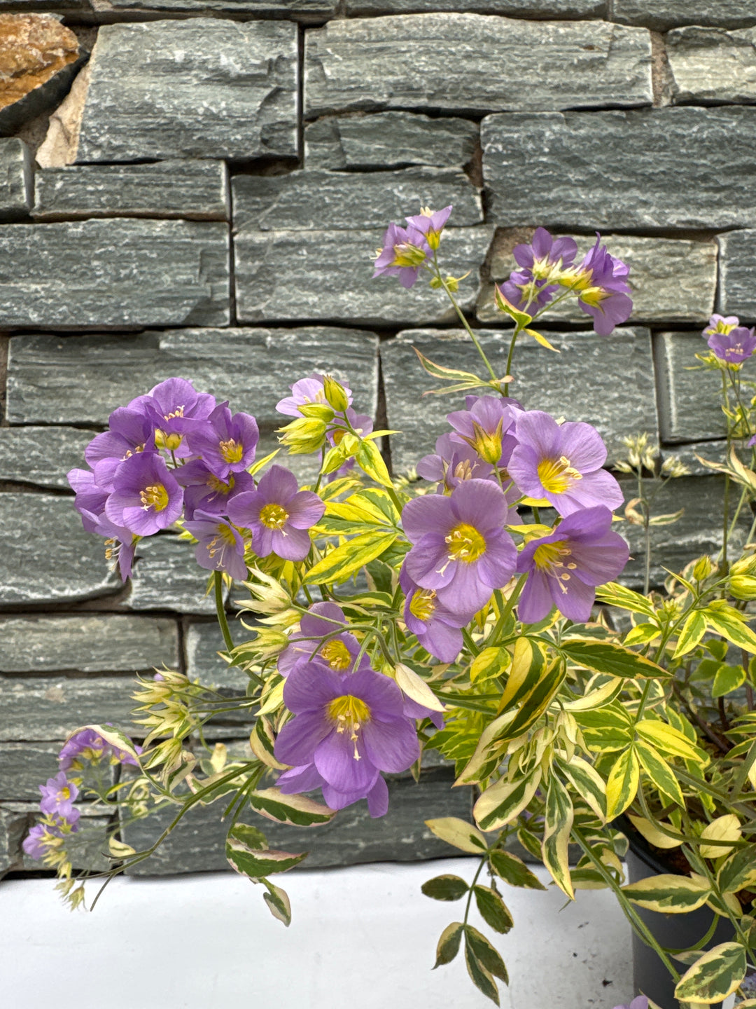 POLEMONIUM 'Golden Feathers'