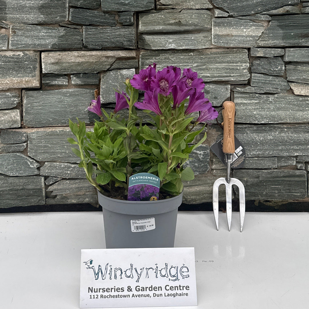 Alstroemeria Inticancha Indigo 3Lt