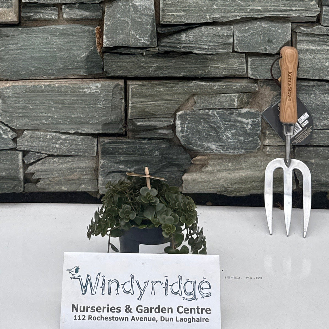 Sedum makinoi 'Kosmosje' P10.5