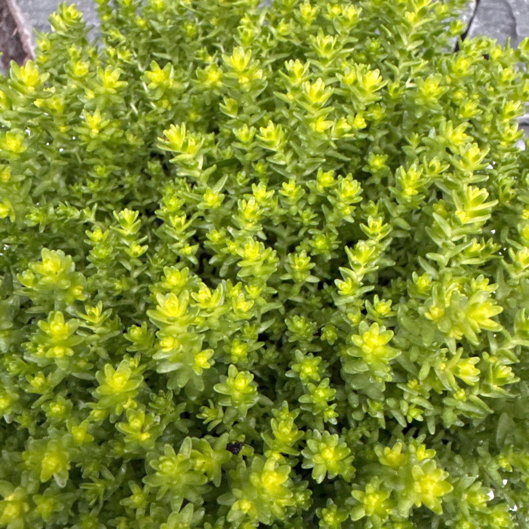 SEDUM acre Aurea