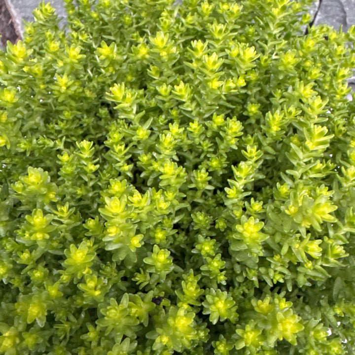 SEDUM acre Aurea