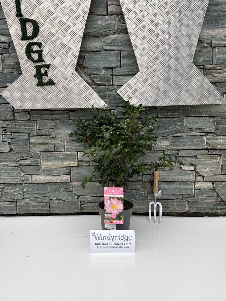 Camellia sas. Pink