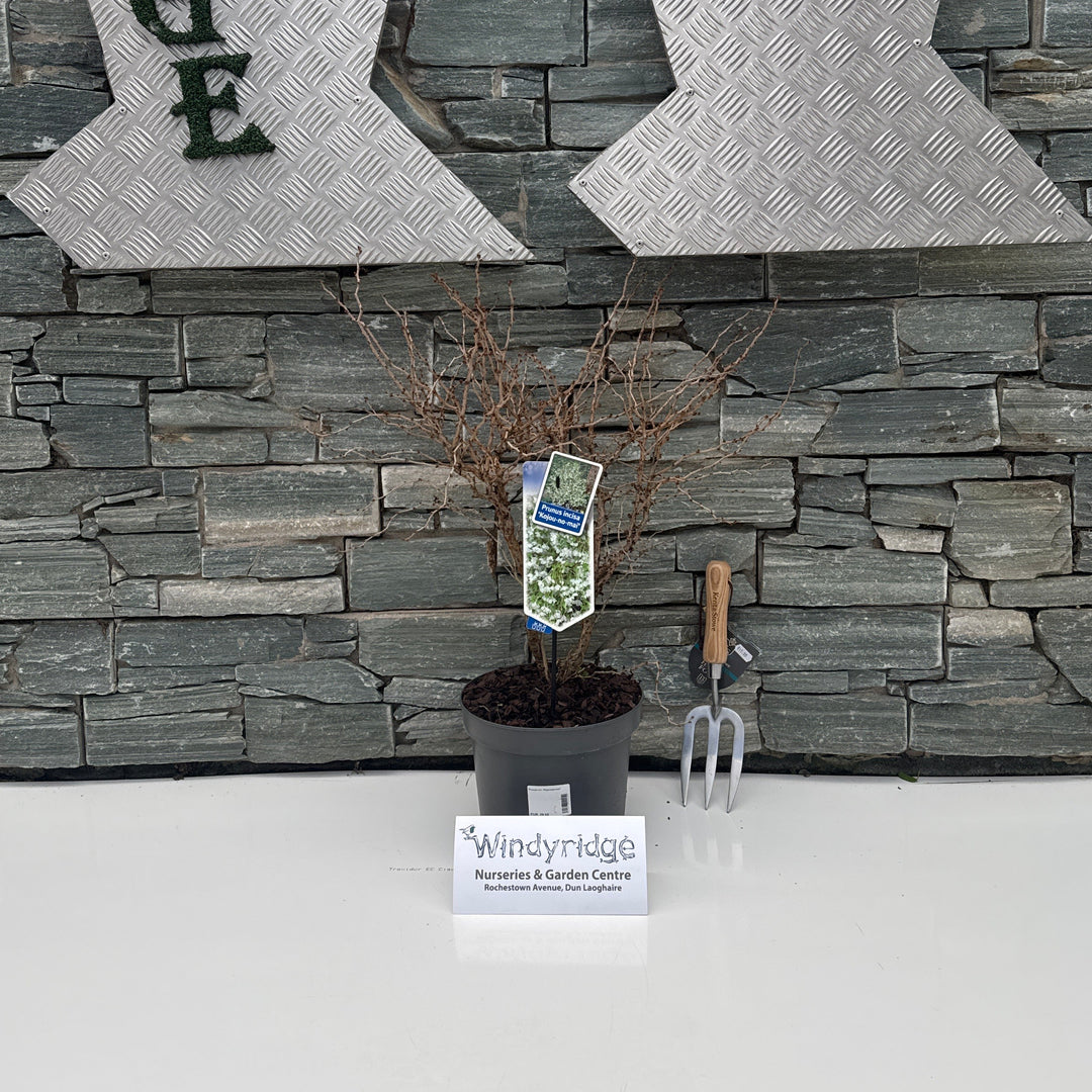 Decorative wall with 'WINDYRIDGE' text and stone texture, featuring a small plant and decorative item.