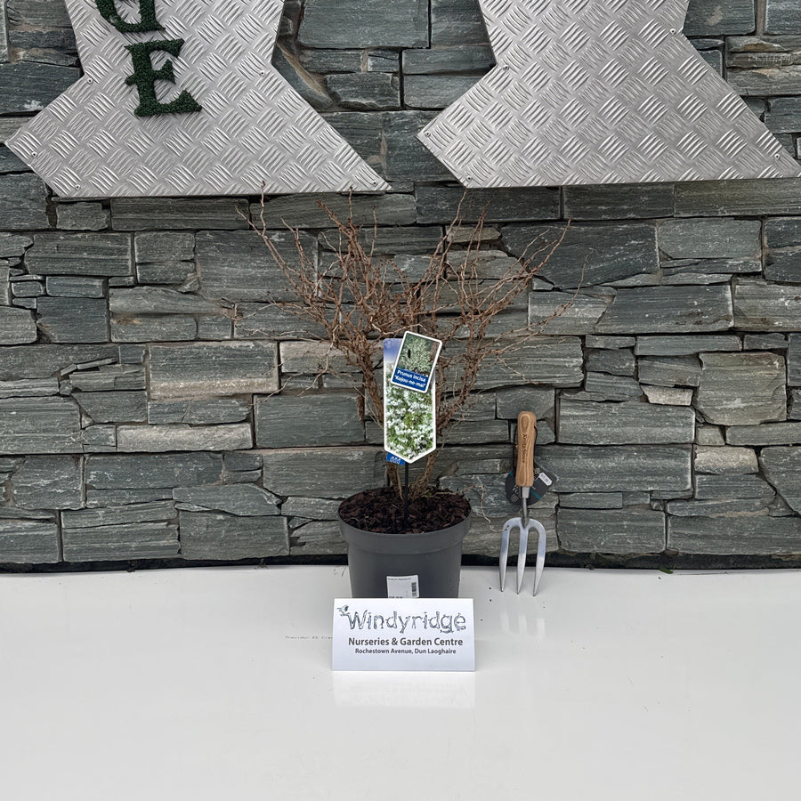 Decorative wall with 'WINDYRIDGE' text and stone texture, featuring a small plant and decorative item.