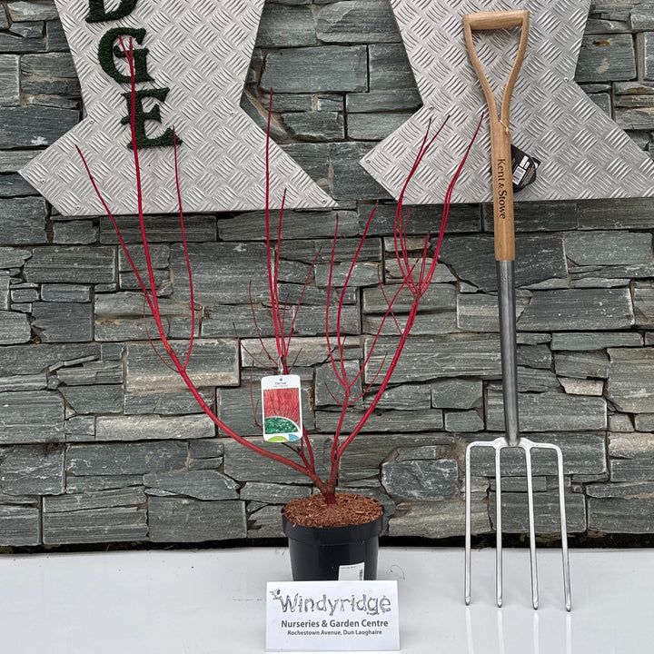 Cornus alba Sibirica