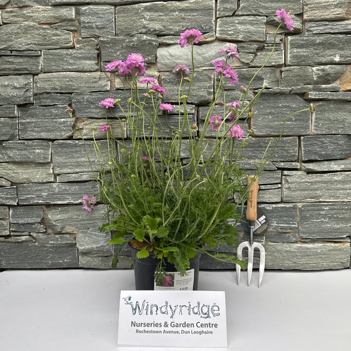 SCABIOSA incisa Kudo Pink