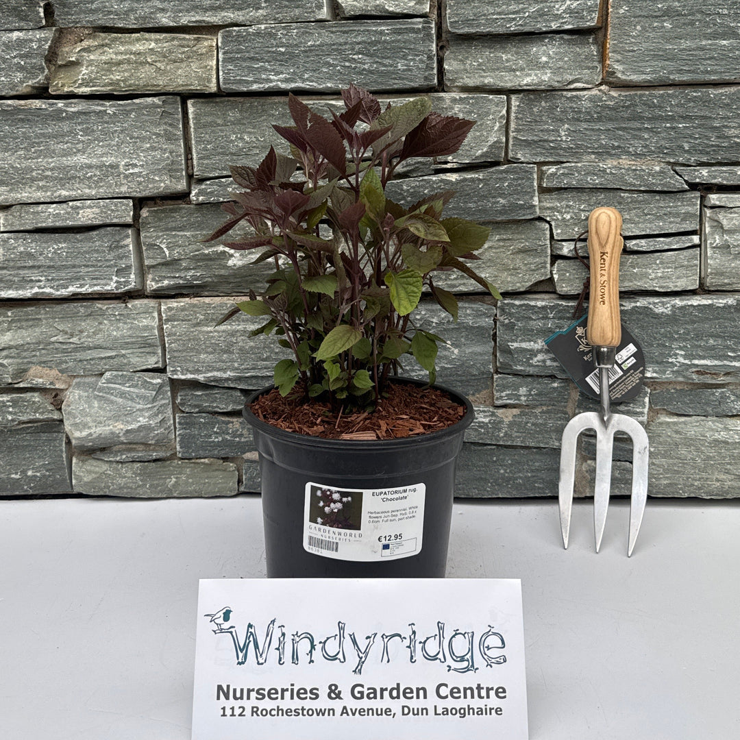 EUPATORIUM rug. 'Chocolate' - Herbaceous - Windyridge Garden Centre