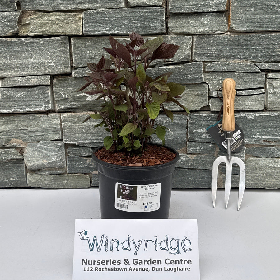 EUPATORIUM rug. 'Chocolate' - Herbaceous - Windyridge Garden Centre