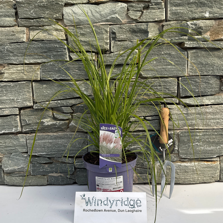 Cortaderia Sell. Rose Plume - Herbaceous - Windyridge Garden Centre