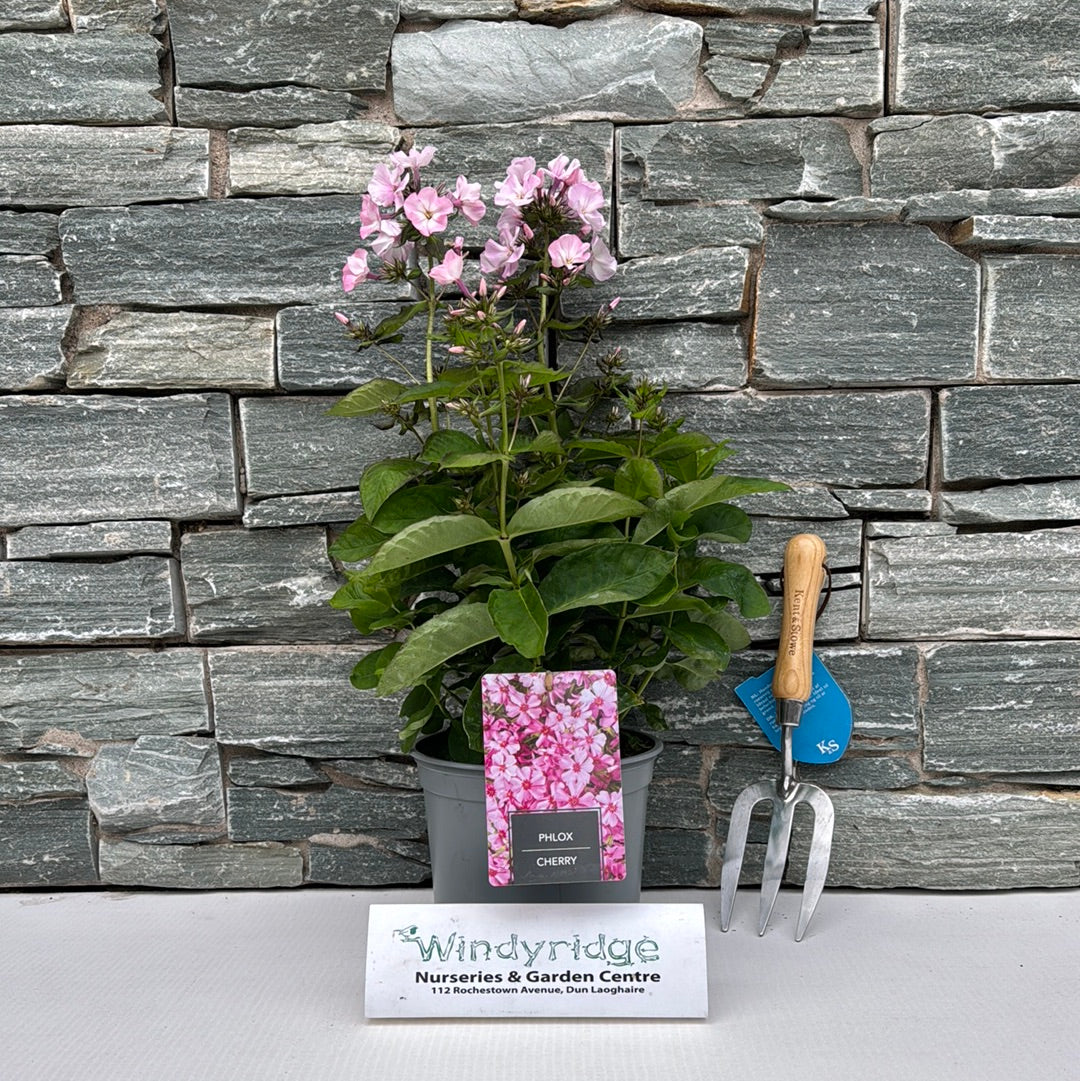 Phlox Goldiphlox Cherry 3 Ltr