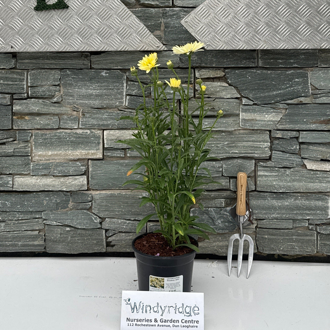 LEUCANTHEMUM 'Broadway Lights' 3L