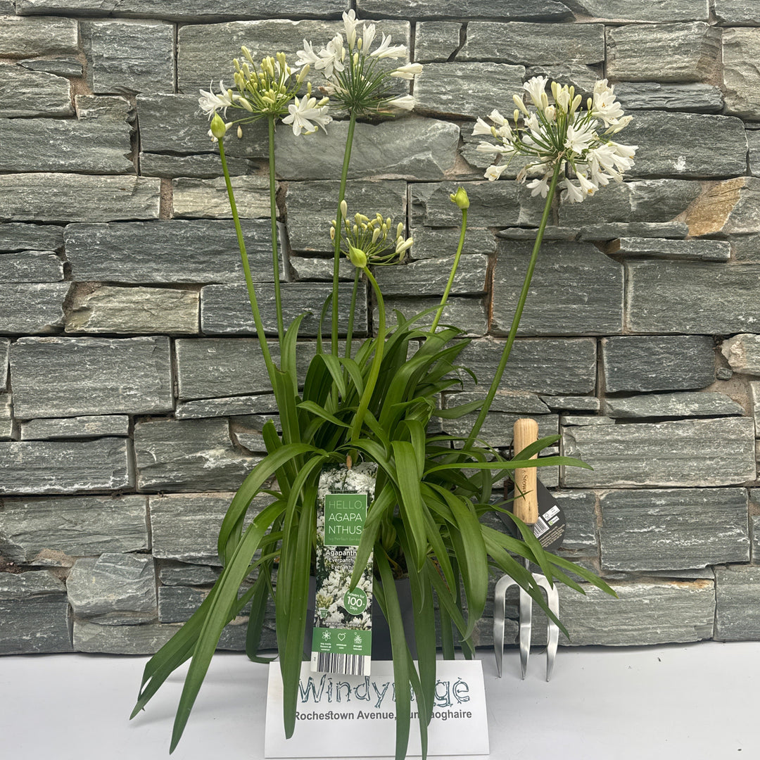 Agapanthus Ever White