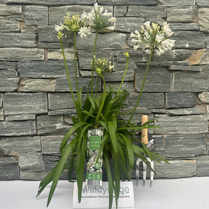 Agapanthus Ever White