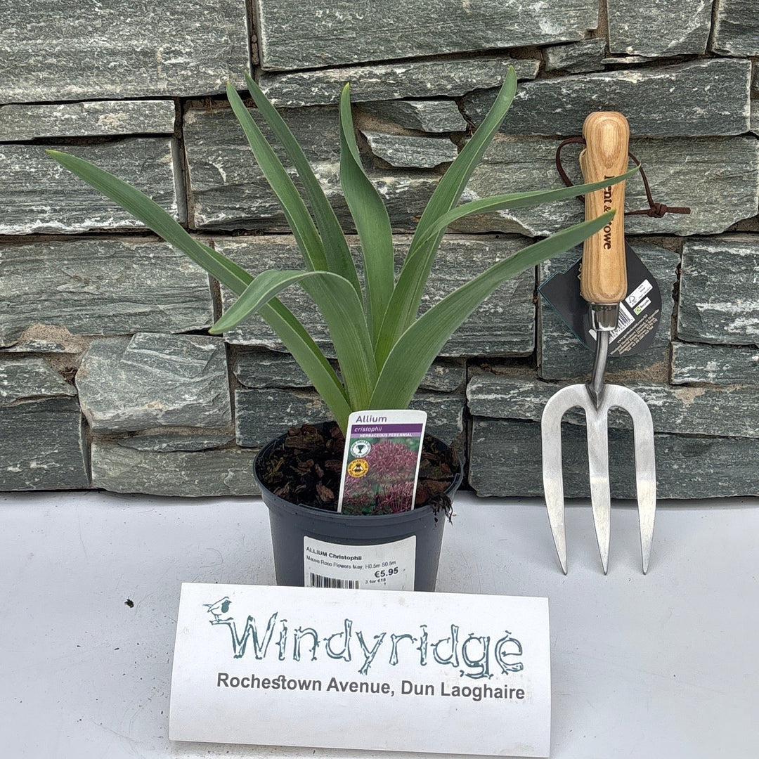 Allium Christophii - Herbaceous - Windyridge Garden Centre
