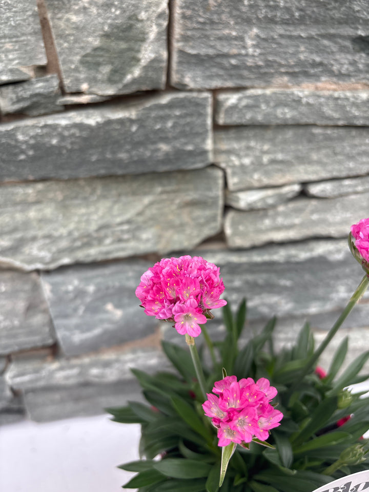 Armeria Dreameria Day Dream