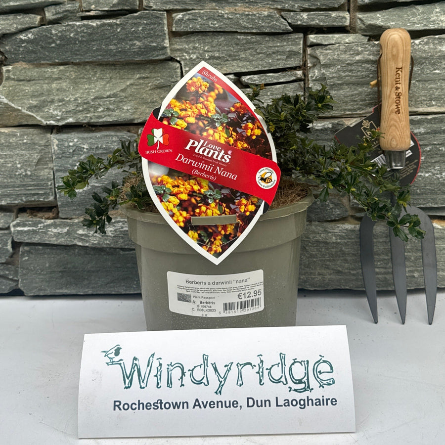Berberis Darwinii Nana - Shrubs - Windyridge Garden Centre