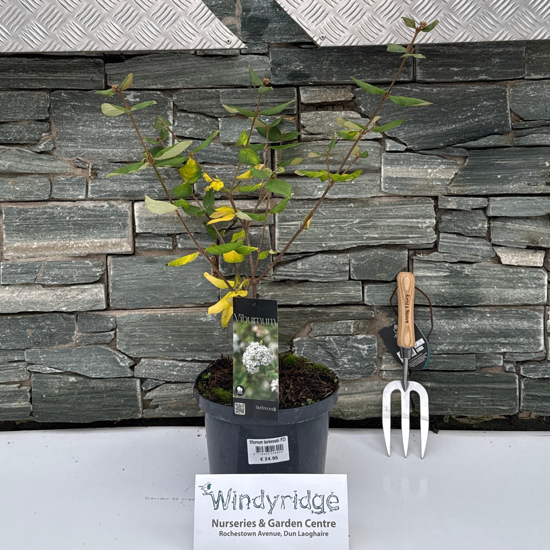 Viburnum burkwoodii P23