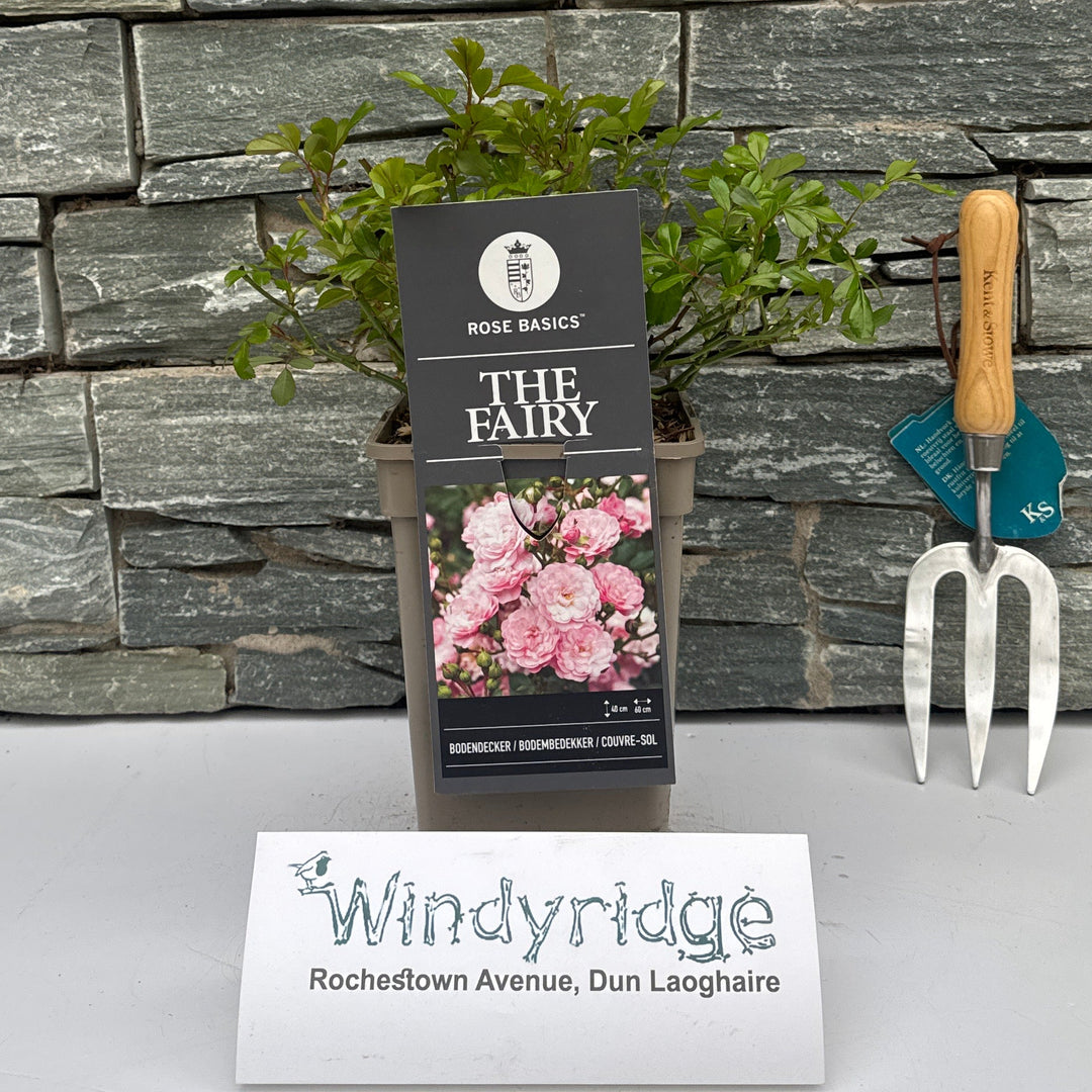 Rosa Polyantha The Fairy Basic C3 - Roses - Windyridge Garden Centre